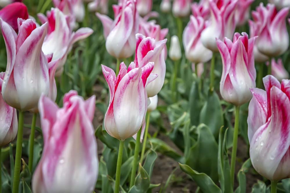 Tulpen